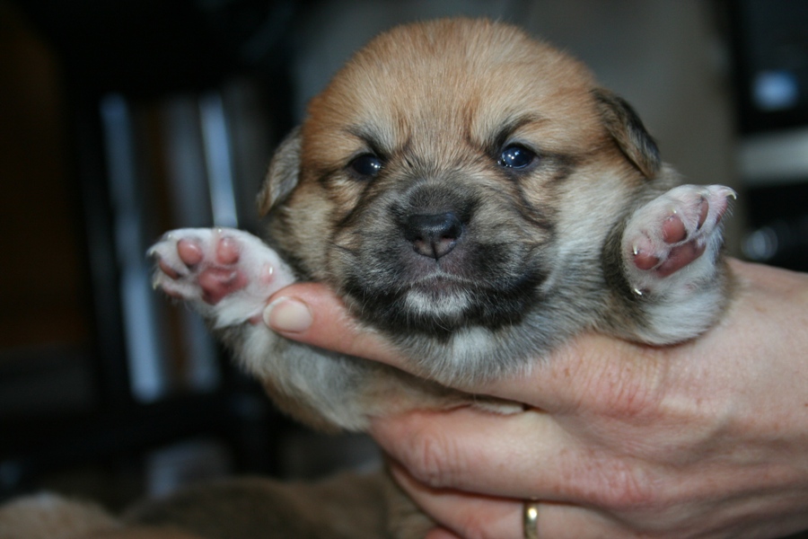 Puppies